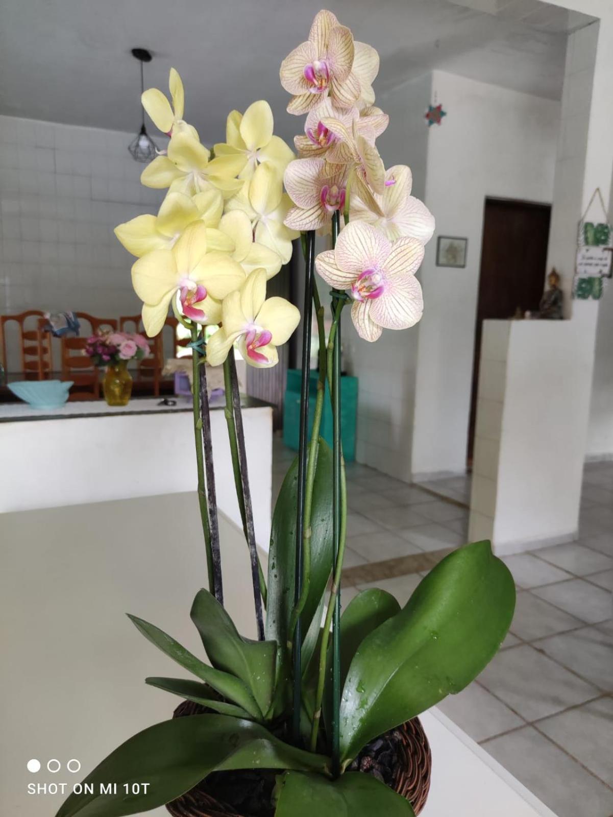Renovo Beija-Flor Hostel E Espaco Terapeutico Bertioga Eksteriør billede